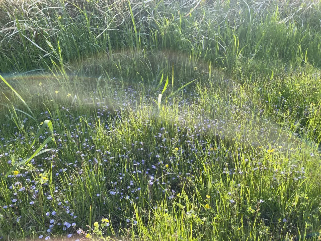 野草